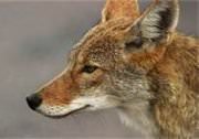 predator control - coyote