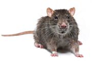 rodent exterminator: mice extermination and rats extermination