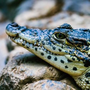 houston wildlife rescue service - wildlife removal - alligator