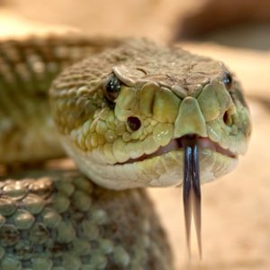 houston wildlife rescue service - wildlife removal - - snakes